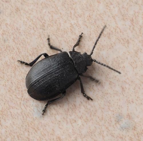 Réf. 233 319 : Galeruca sp.